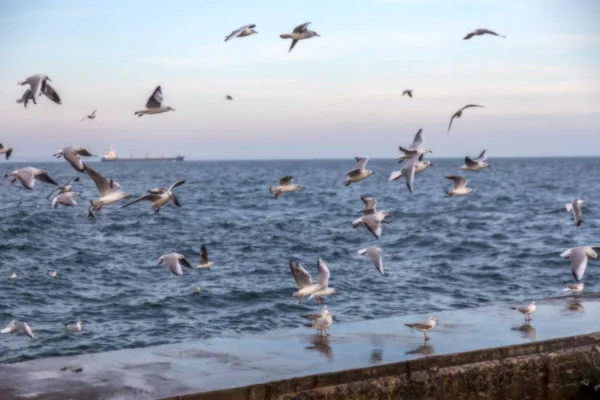 Desfocado Não Fundo Natural Afiado Gaivotas Mar Praia Contra Céu — Fotografia de Stock