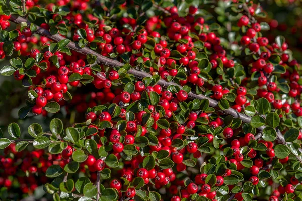 Arbustos Ornamentais Com Muitas Bagas Vermelhas Nos Ramos — Fotografia de Stock