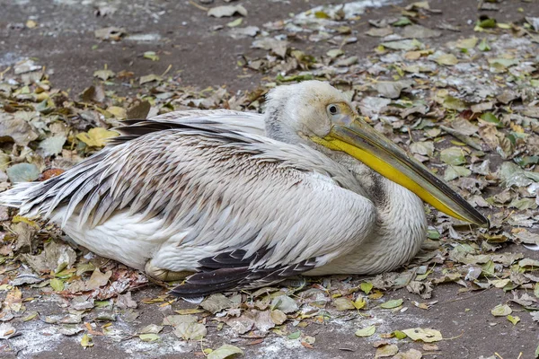 Duże Różowe Pelikany Obudowie Zoo Podziwiać Jej Piękno Egzotyczne Młodych — Zdjęcie stockowe