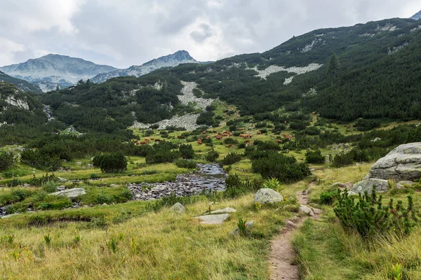 Peisaj Idilic Vară Munți Vaci Pășunând Pășuni Muntoase Verzi Proaspete — Fotografie, imagine de stoc