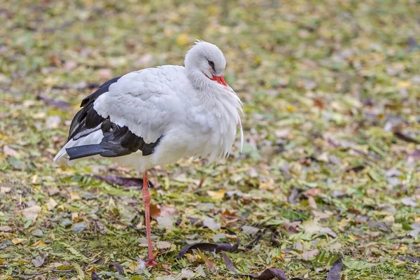 コウノトリ公園の芝生の上に立って 市立動物園の公園地区にコウノトリ 黒コウノトリ — ストック写真