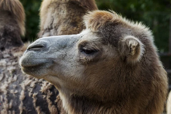 Chameau Zoo Grand Chameau Adulte Dans Volière Zoo Ville — Photo