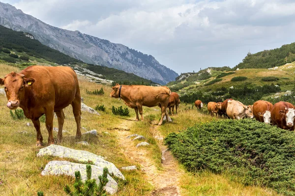 신선한 젖소와 산에서 목가적인 풍경을 불가리아 Pirin 산맥에 산봉우리에 목초지 — 스톡 사진