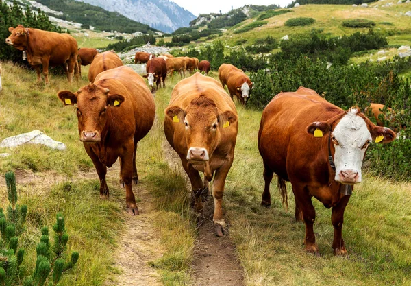 新鮮な緑山に放牧牛と山脈ののどかな夏の風景が緑の谷と背景 ブルガリア ピリン山脈の山頂で牧草地します — ストック写真