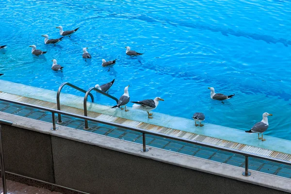 Sports swimming pool for swimming and playing water polo, jumping from tower into water, from board of springboard. Empty pool was occupied by seagulls. Seagulls swim in water of sports pool. Flying seagulls