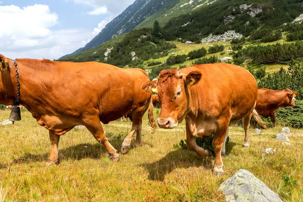 Idyllic Summer Landscape Mountains Cows Grazing Fresh Green Mountain Pastures — Stock Photo, Image