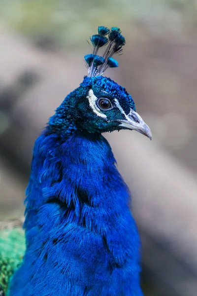 Primo Piano Colpo Maschio Pavone Blu Sfondo Verde Sfocato — Foto Stock