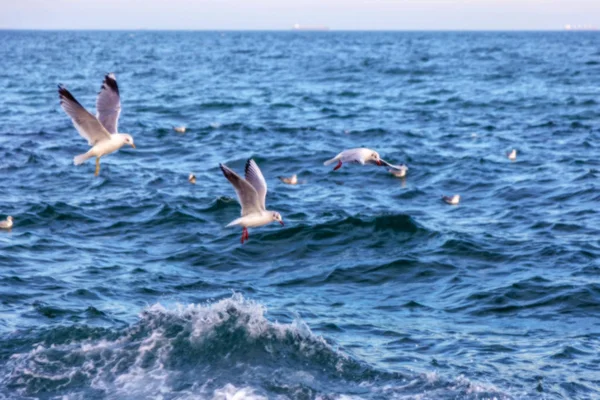 Desfocado Não Fundo Natural Afiado Gaivotas Mar Praia Contra Céu — Fotografia de Stock