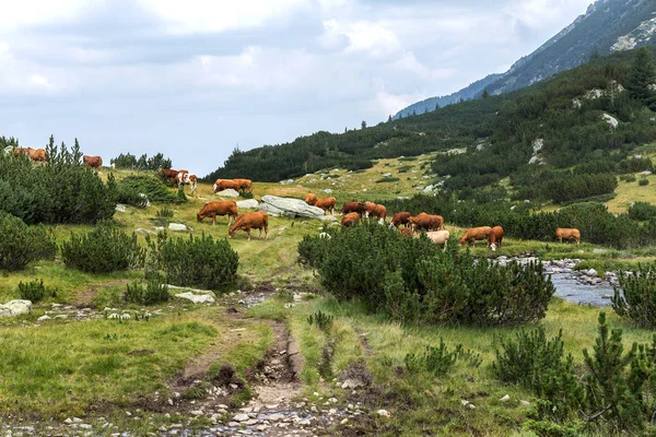 신선한 젖소와 산에서 목가적인 풍경을 불가리아 Pirin 산맥에 산봉우리에 목초지 — 스톡 사진