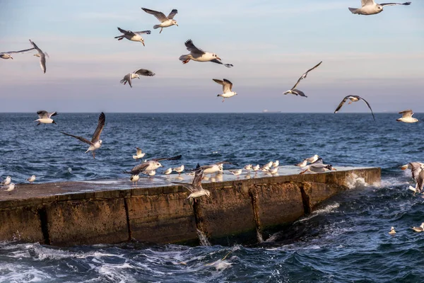 Gaviotas Hambrientas Dando Vueltas Sobre Playa Invierno Busca Comida Fondo — Foto de Stock