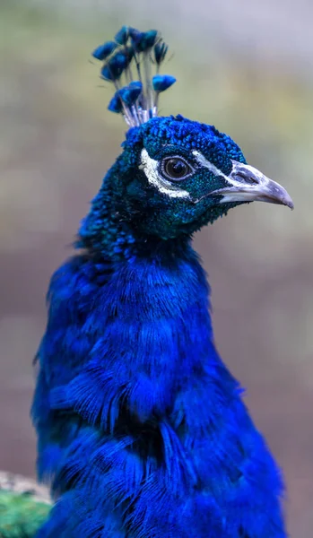 Close Shot Male Blue Peacock Green Blurred Background — Stock Photo, Image