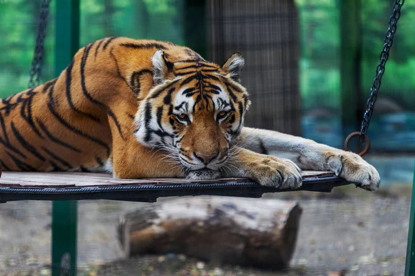 Vuxen Sibirisk Tiger Vilar Kulle Valda Fokus — Stockfoto