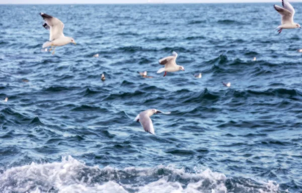 Desfocado Não Fundo Natural Afiado Gaivotas Mar Praia Contra Céu — Fotografia de Stock