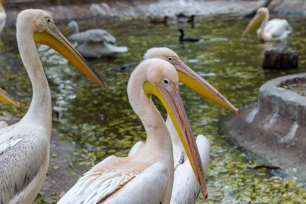 動物園のエンクロージャで大きなピンク ペリカンには その美しさとエキゾチックな若い訪問者が感心します 野生動物の生命 獣を実証する公園の人工的な環境で野生の鳥 — ストック写真