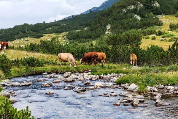 Paisaje Idílico Verano Las Montañas Con Vacas Pastando Verdes Pastos — Foto de Stock