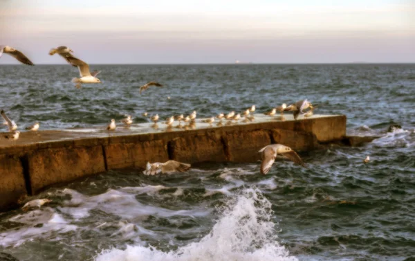 Desfocado Não Fundo Natural Afiado Gaivotas Mar Praia Contra Céu — Fotografia de Stock