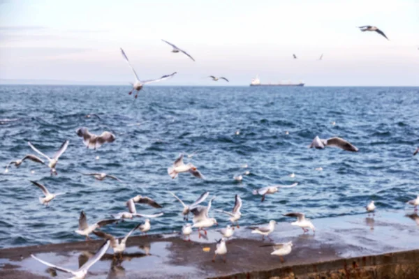 Verschwommen Nicht Scharf Natürlichen Hintergrund Möwen Strand Gegen Himmel Und — Stockfoto