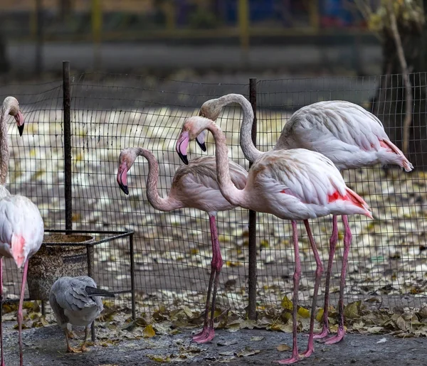 Piękne Flamingi Sztuczny Zbiornik Miejskiego Zoo Dzikich Zwierząt Ptaków Gospodarstwie — Zdjęcie stockowe