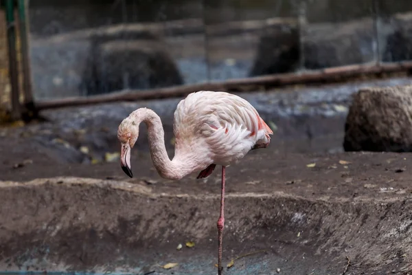 Piękne Flamingi Sztuczny Zbiornik Miejskiego Zoo Dzikich Zwierząt Ptaków Gospodarstwie — Zdjęcie stockowe