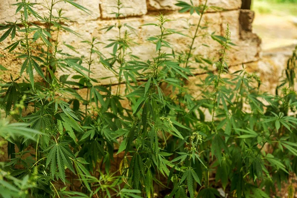 大麻大麻 マリファナの緑を葉します 野生では ない栽培大麻は建物のビンテージ背景の壁に生えています 麻薬医療植物 大麻栽培は法律で禁止されています — ストック写真
