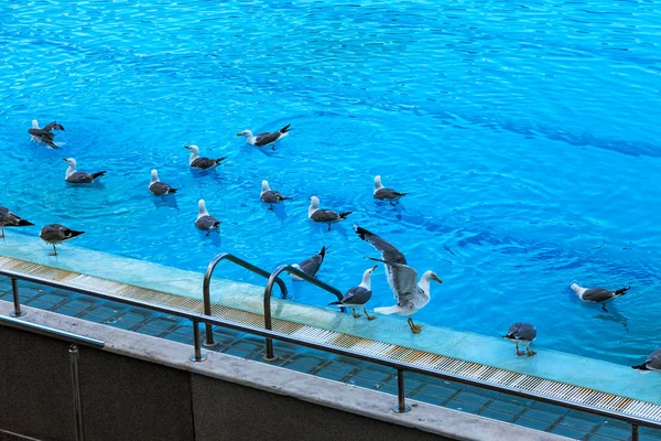 Sports swimming pool for swimming and playing water polo, jumping from tower into water, from board of springboard. Empty pool was occupied by seagulls. Seagulls swim in water of sports pool. Flying seagulls