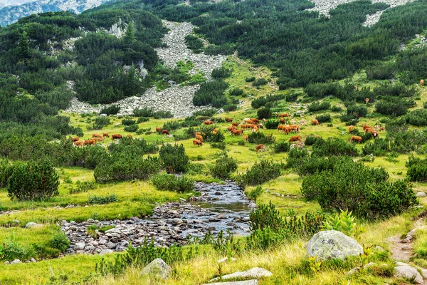 Peisaj Idilic Vară Munți Vaci Pășunând Pășuni Muntoase Verzi Proaspete — Fotografie, imagine de stoc