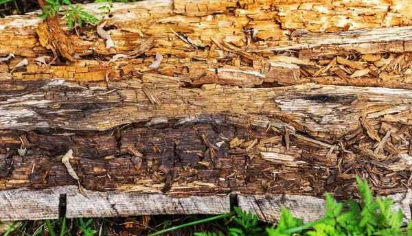 古い木の背景 分解の段階で腐った木の質感 デザインの珍しい創造的な背景 — ストック写真