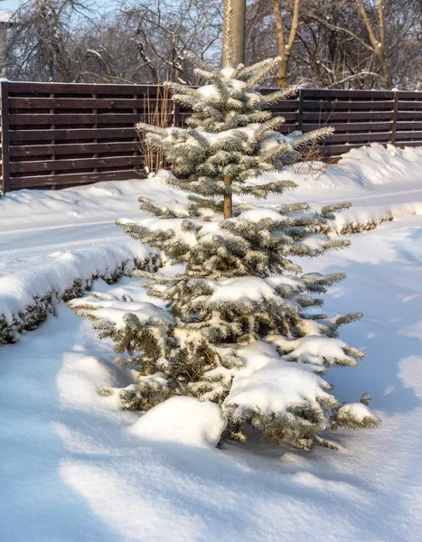Blick Auf Schneebedeckte Bäume Winterwald Als Kreativer Themenhintergrund Für Grußkarten — Stockfoto