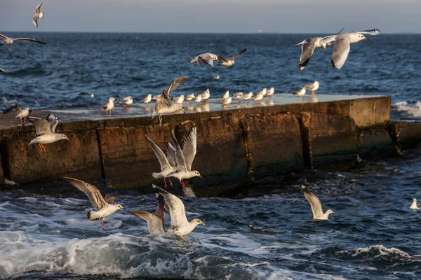 Gaivotas Famintas Circulando Sobre Praia Inverno Busca Comida Fundo Mar — Fotografia de Stock