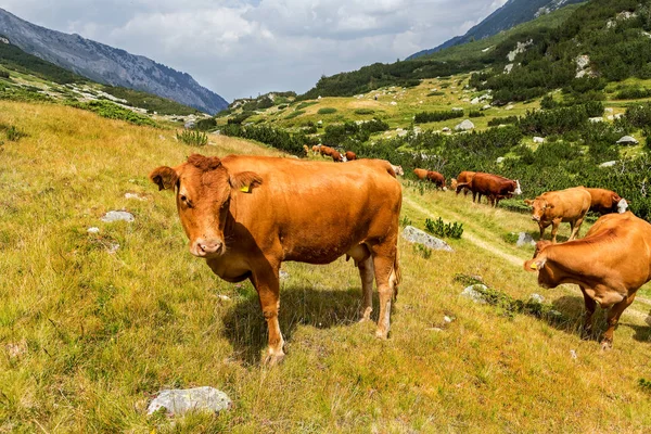 Idyllic Summer Landscape Mountains Cows Grazing Fresh Green Mountain Pastures — Stock Photo, Image