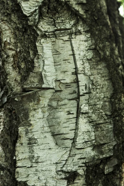 Старый Светлый Деревянный Фон Текстуры Поверхности Старым Природным Узором Старый — стоковое фото