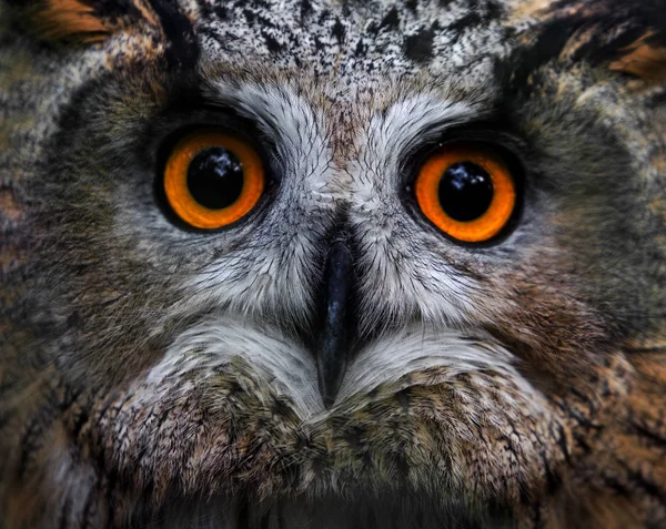 European eagle owl. Eurasian eagle owl. Close-up face. Big eyes. wisdom. The evil eye. (Owl, Bubo bubo)