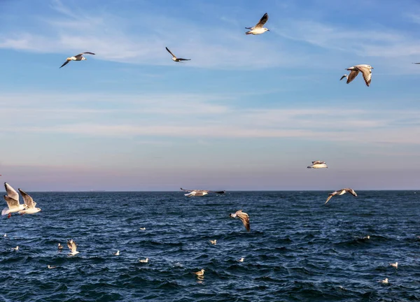 Mouettes Affamées Encerclant Plage Hiver Recherche Nourriture Sur Fond Mer — Photo