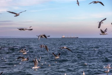 Aç martılar kış sahilde yiyecek bulmak deniz ve mavi gökyüzü bir arka plan üzerinde çember. Deniz kuşları uçuş yiyecek bulmak.