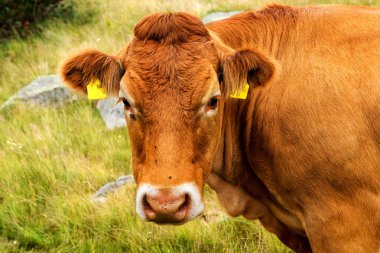 Yeşil vadi ve arka plan, Bulgaristan, Pirin dağ dağ zirveleri ile taze yeşil dağda otlayan inekler dağlarda pastoral yaz peyzaj mera