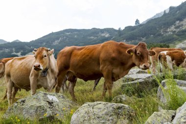 Yeşil vadi ve arka plan, Bulgaristan, Pirin dağ dağ zirveleri ile taze yeşil dağda otlayan inekler dağlarda pastoral yaz peyzaj mera