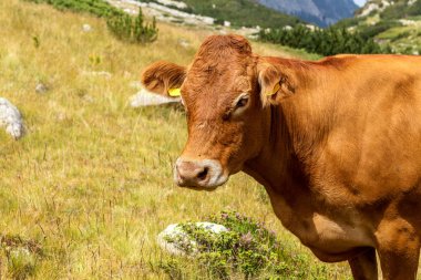 Yeşil vadi ve arka plan, Bulgaristan, Pirin dağ dağ zirveleri ile taze yeşil dağda otlayan inekler dağlarda pastoral yaz peyzaj mera