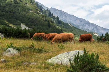 Yeşil vadi ve arka plan, Bulgaristan, Pirin dağ dağ zirveleri ile taze yeşil dağda otlayan inekler dağlarda pastoral yaz peyzaj mera