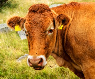 Yeşil vadi ve arka plan, Bulgaristan, Pirin dağ dağ zirveleri ile taze yeşil dağda otlayan inekler dağlarda pastoral yaz peyzaj mera