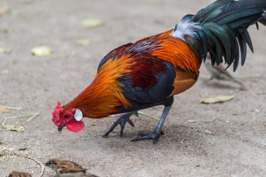 Horoz - horoz, New 2017 - ateşli kırmızı horoz Çin takvimine göre sembolü. Yeni yıl geliyor, kuş-sembolü ile şenlikli arka plan için. Yıl sembolü. Güneşli kırsal sahne