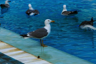 Spor yüzme havuzu yüzme ve su topu, su, sıçrama tahtası kurulu içine kuleden atlama oynamak için. Boş havuza martılar tarafından işgal edildi. Martılar spor bilardo suda yüzmek. Uçan martılar