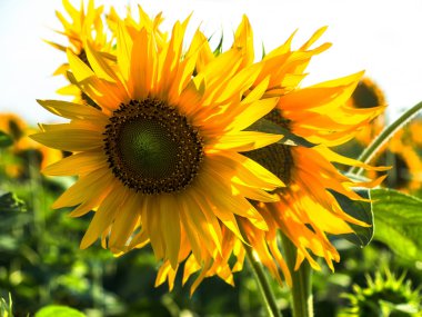 Parlak güneş ışığı Ayçiçeği tarlasında. Arkadan aydınlatmalı güneş ışığı