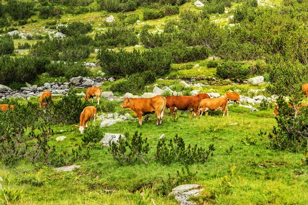 Ідилічному Літній Пейзаж Горах Корів Котрі Пасуться Свіжої Зелені Гірські — стокове фото