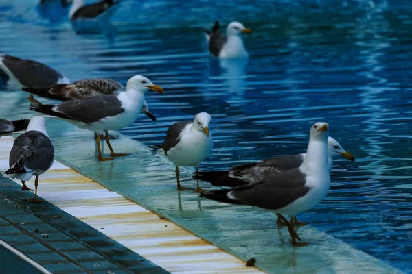 Piscina Deportiva Para Nadar Jugar Waterpolo Saltando Torre Torre Desde — Foto de Stock