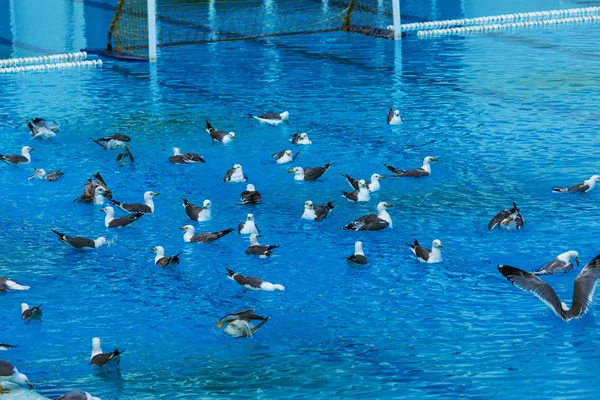 スポーツ プール水泳や水球 飛び込み板の基板からの水に飛び込むタワーからの再生します プールが空にカモメによって占領されました カモメは スポーツ プールの水で泳ぐ カモメが飛ぶ — ストック写真