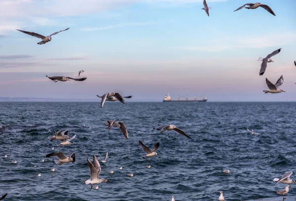 Hungrige Möwen Kreisen Über Den Winterstrand Auf Der Suche Nach — Stockfoto