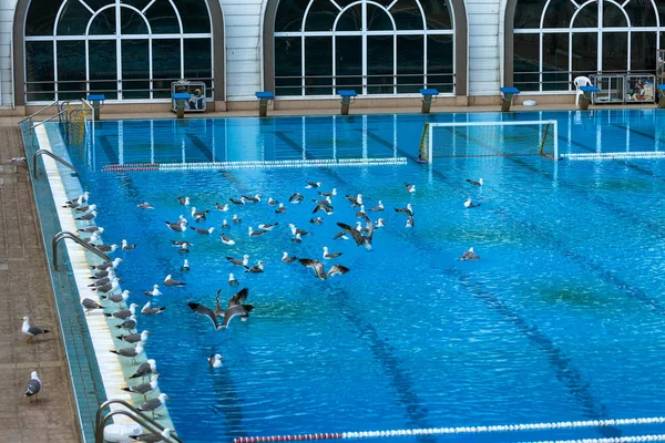 Piscina Sportiva Nuotare Giocare Pallanuoto Saltare Dalla Torre Acqua Dal — Foto Stock