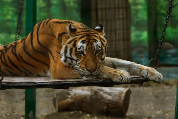 Una Tigre Siberiana Adulta Che Riposa Una Collina Focus Selezionato — Foto Stock