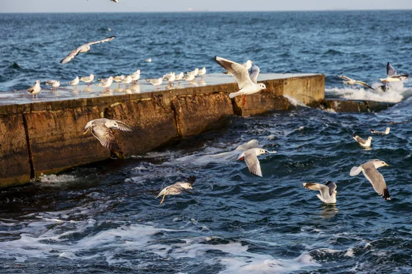 Gaivotas Famintas Circulando Sobre Praia Inverno Busca Comida Fundo Mar — Fotografia de Stock