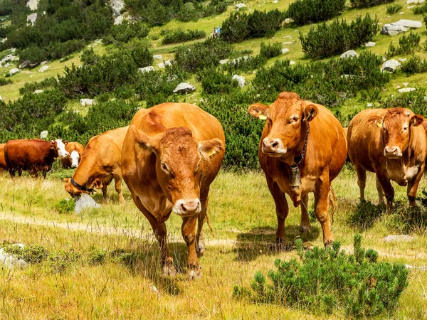 Idyllic Summer Landscape Mountains Cows Grazing Fresh Green Mountain Pastures — Stock Photo, Image